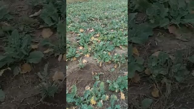 Озимий ріпак f 2 смотреть онлайн