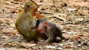 OMG! Baby Jinx Scratch Mom Jade's Head So Hard Cos She So Hungry Milk, Why Jade Wean Milk Baby Jinx