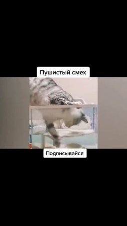 Пушистый смех