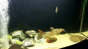 Обзор аквариума на 1000 литров!!