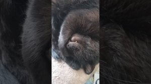 Храпящий кот