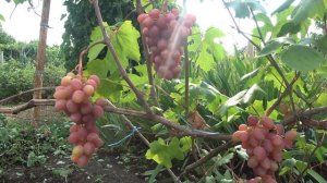 ГФ винограда  Каталея  2022   Бурдак А В