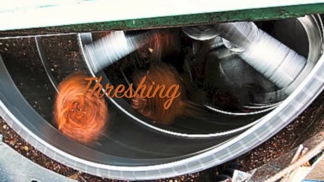 Organic Palm Oil Extraction Process
