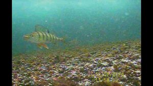 Рыбалка Тургояк 10 февраля 2024 года