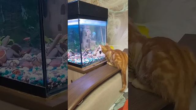 Пиратик дома, теперь его зовут Чипсик
#всемкота #приветиздома