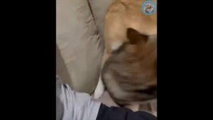 Смешные собаки (полный угар)