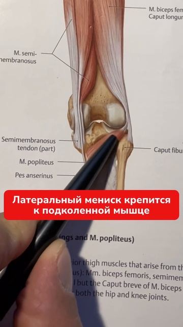 Почему травмируются мениски? #мениск #больвколене