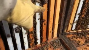 Как оцениваются и сортируются пчелосемьи после зимовки? (Иан Степплер, Канада)