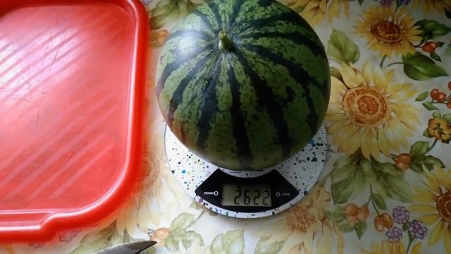 Собираем урожай арбузов в теплице смотреть онлайн