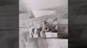 диалоги тет-а-тет speed up ✨