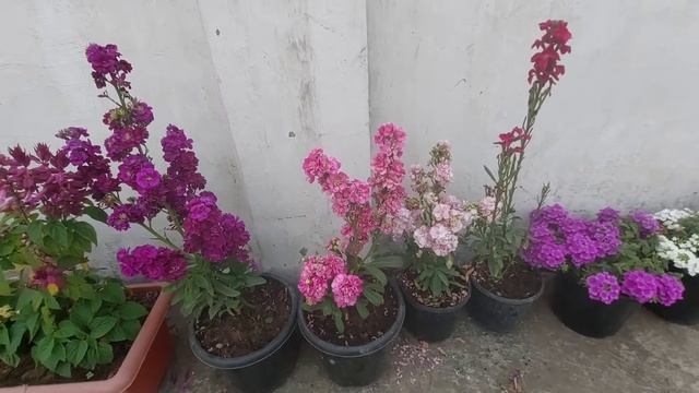 stock plant care || how to get again flowers from winter flowering plants || @surbhisplants7180 смотреть онлайн
