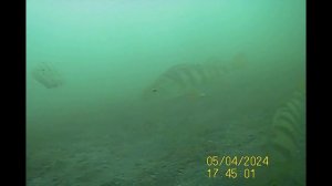 Закрытие сезона твердой воды 2024 Тургояк1