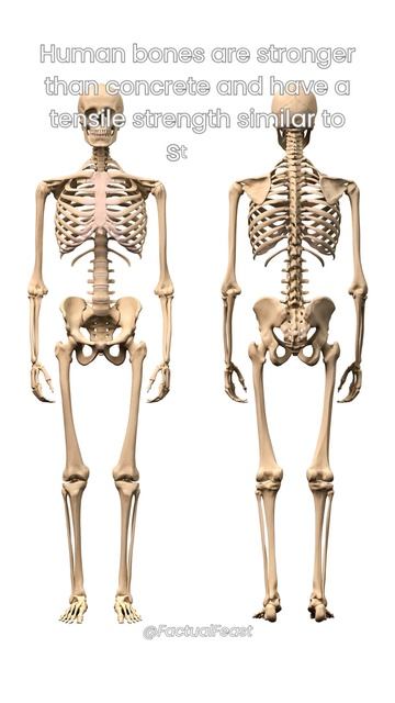 Bone Strength: Stronger Than Concrete and Steel-Like Tensile Strength