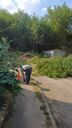 Ура! Наконец-то Зеленхоз приехал и пилит деревья во дворе.