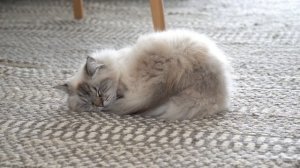 Космическое пробуждение кошки