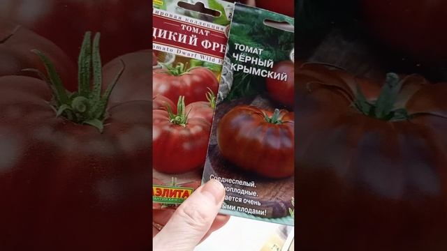 Мои темноплодные томаты, Чёрная Богиня Партнёр м Блэк Бьюти Аэлита, кокой же выбрать?