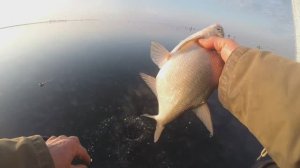 Зимняя рыбалка Техника работы кивком. Рыбка из лунок. Маныч. Январь  от Юрия Философа