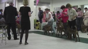 Ирландские терьеры: выставка собак: "Белые ночи -1- 2015"