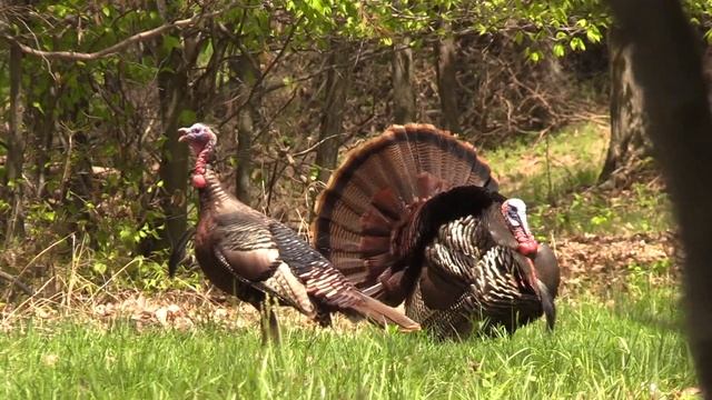 2018 West Virginia Turkey Hunting. E18 4 смотреть онлайн