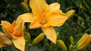 Hemerocallis Ruffled Apricot