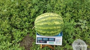Арбуз, сорт Продюсер. 11,700 кг. в Киевской области.