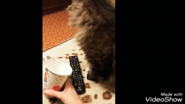 Забавные Котики , Мейкун . #KatrinaFt