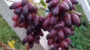 Виноград Матіо.