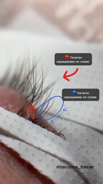 Фазы роста ресниц. Экспресс наращивание ресниц смотреть онлайн