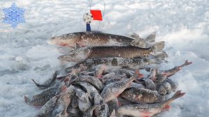 ПЕРВАЯ РЫБАЛКА в январе 2025 г.