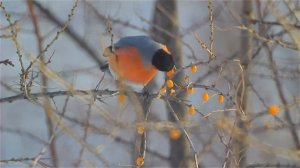 АЛЕКСАНДР СТОЛИЦА - СНЕГИРИ (Песня Юрия Антонова)