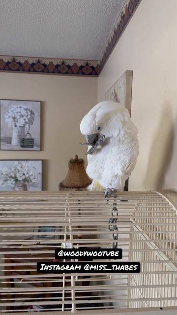 Atomic Bird ☄️ #umbrellacockatoo #parrot #birds #short #reels #reelsofinstagram #parrotsofinstagram смотреть онлайн