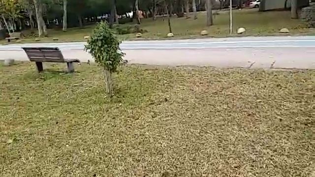 ПРОГУЛКА ПО ПАРКУ В АНТАЛИИ ТУРЦИЯ СЕГОДНЯ 11.01.2021!ПОГОДА СУПЕР И ЖИЗНЬ ПРОДОЛЖАЕТСЯ! смотреть онлайн