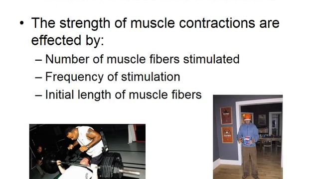 Spring 2017 09 Muscle Physiology смотреть онлайн