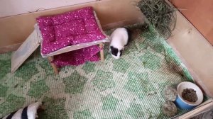 Сшила новую лежанку и гамак морской свинке✂ Как поживает наша морская свинка