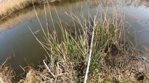 Огромные сазаны караси весь паук погнули не мог поднять. Супер рыбалка на паук подъемник.  #fishing