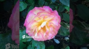 Роза Gorgeousâ¢ Первогодка. Сезон 2023г