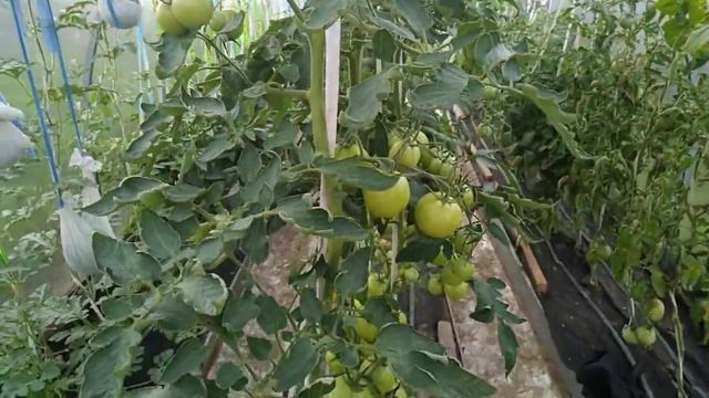 Томаты в теплице. Обзор сорта "Самара" смотреть онлайн