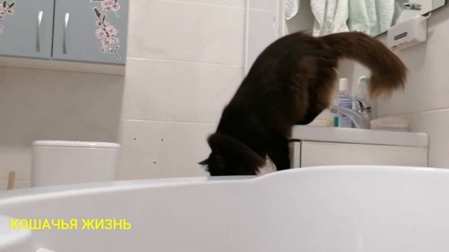 Экстрим в жизни Симы. Откусит ли Элли суслика? Новая лежанка. Играем в монстрика)