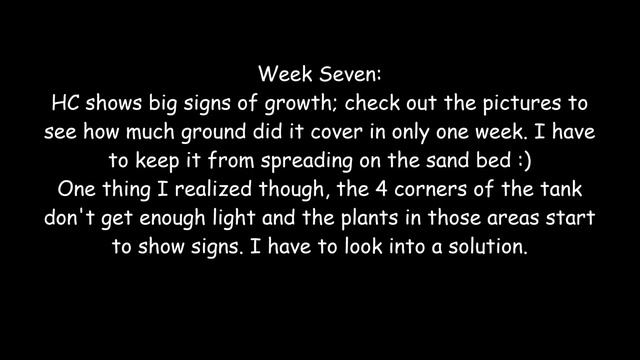 20 GAL Nature Aquarium - Weeks 6 & 7 (Vid #49) смотреть онлайн