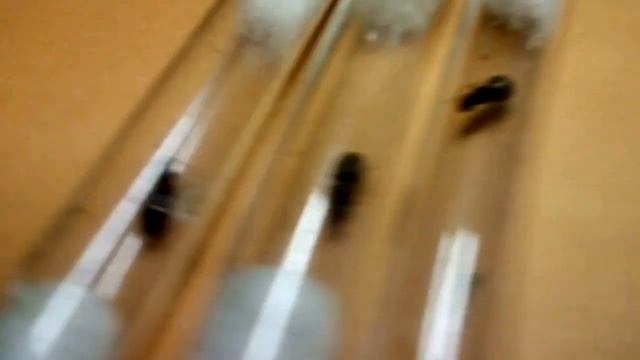 муравьи вида лазиус нигер (наблюдение и реакция на сахарный сироп) смотреть онлайн