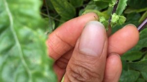 How To Get Gynura Procumbens (Longevity Spinach) To Grow Fuller