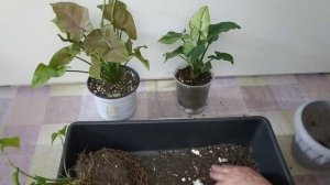 СИНГОНИУМУ обязательно ОТРЕЗАЮ КОРНИ, ЗАЧЕМ ЭТО делаю