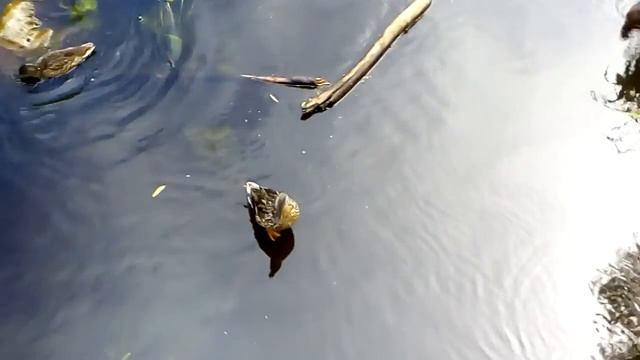 Ни чего не обычного, просто утки летним утром))) смотреть онлайн