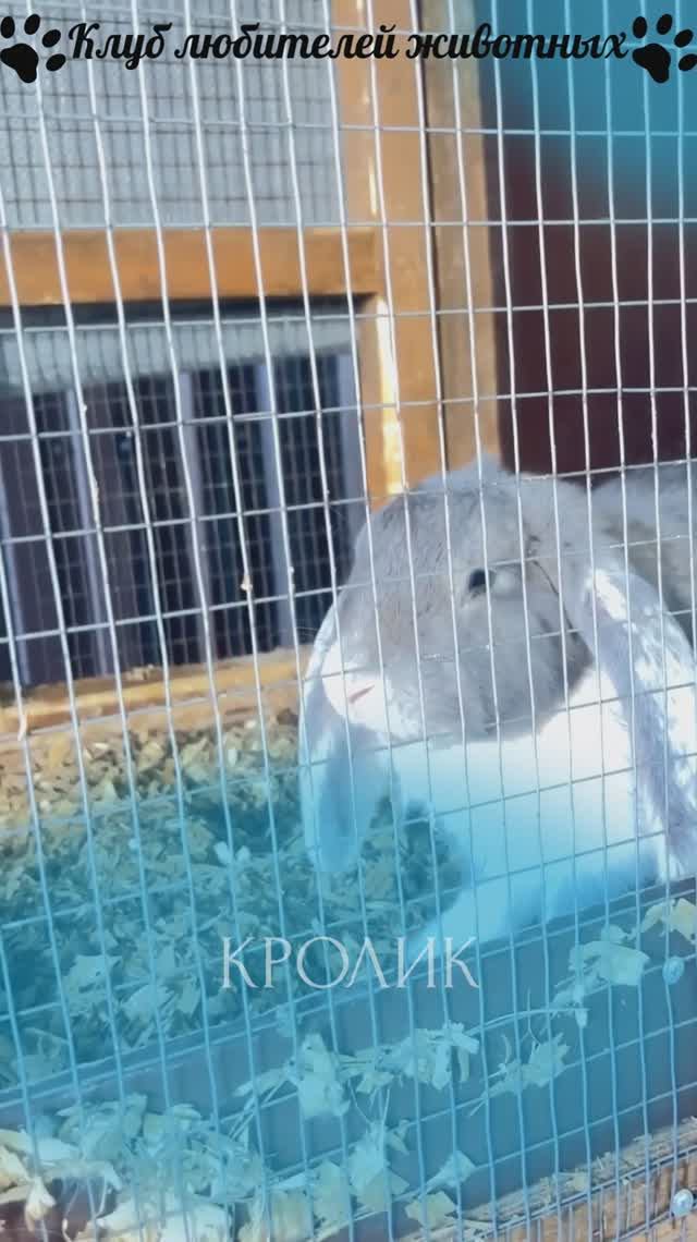 Кролик смотреть онлайн