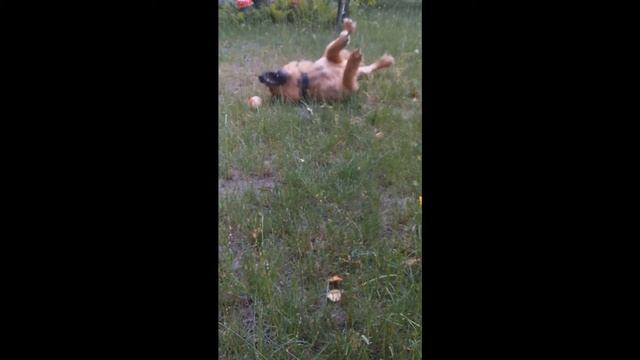 Orbee-Tuff Orbee Ball смотреть онлайн