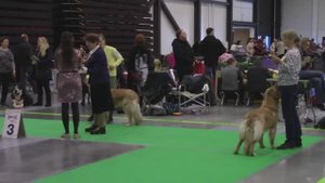 Ирландские терьеры : В ринге Ховаварт 2018