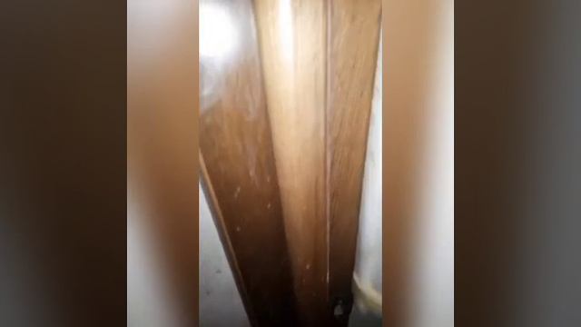 Забрали из ада 60 собак.