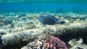 Sohal surgeonfish