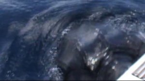 Attacking Leatherback Turtle, Pico Island, Azores