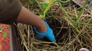 Подкормка огурцов калием